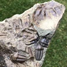 Ellipsocephalus hoffi